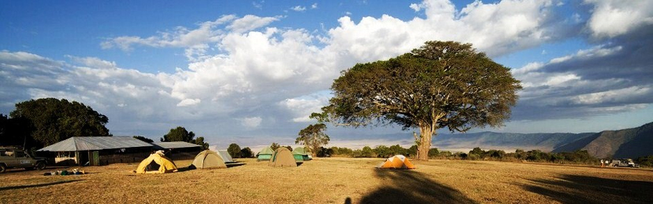 Safari tents under a large acacia tree on the savanna